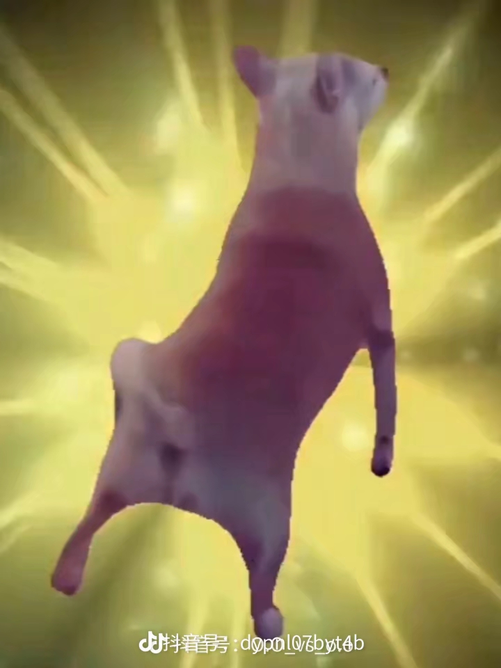 狗