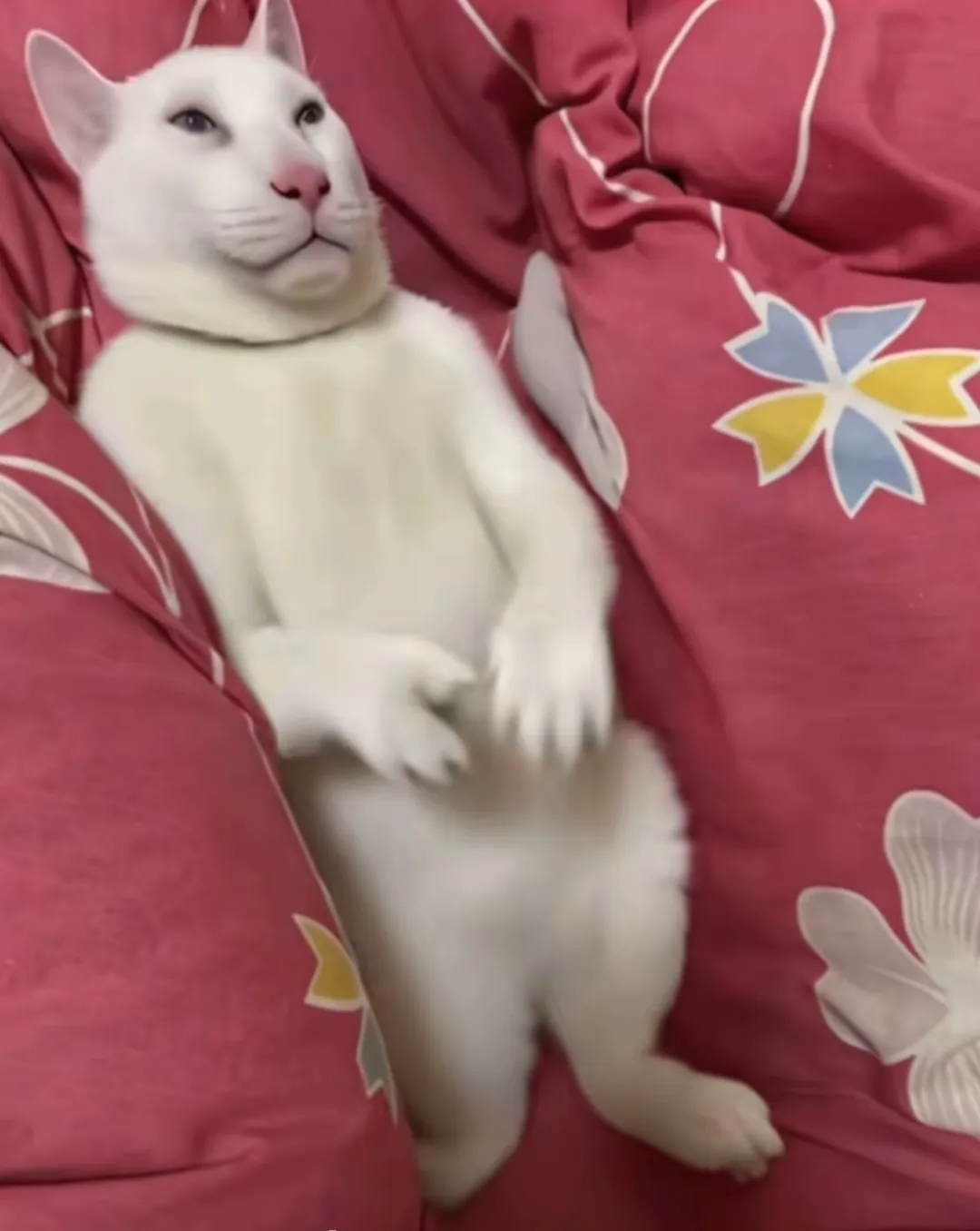 小茂密